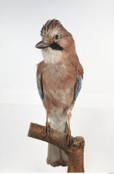 Jay - Garrulus glandarius